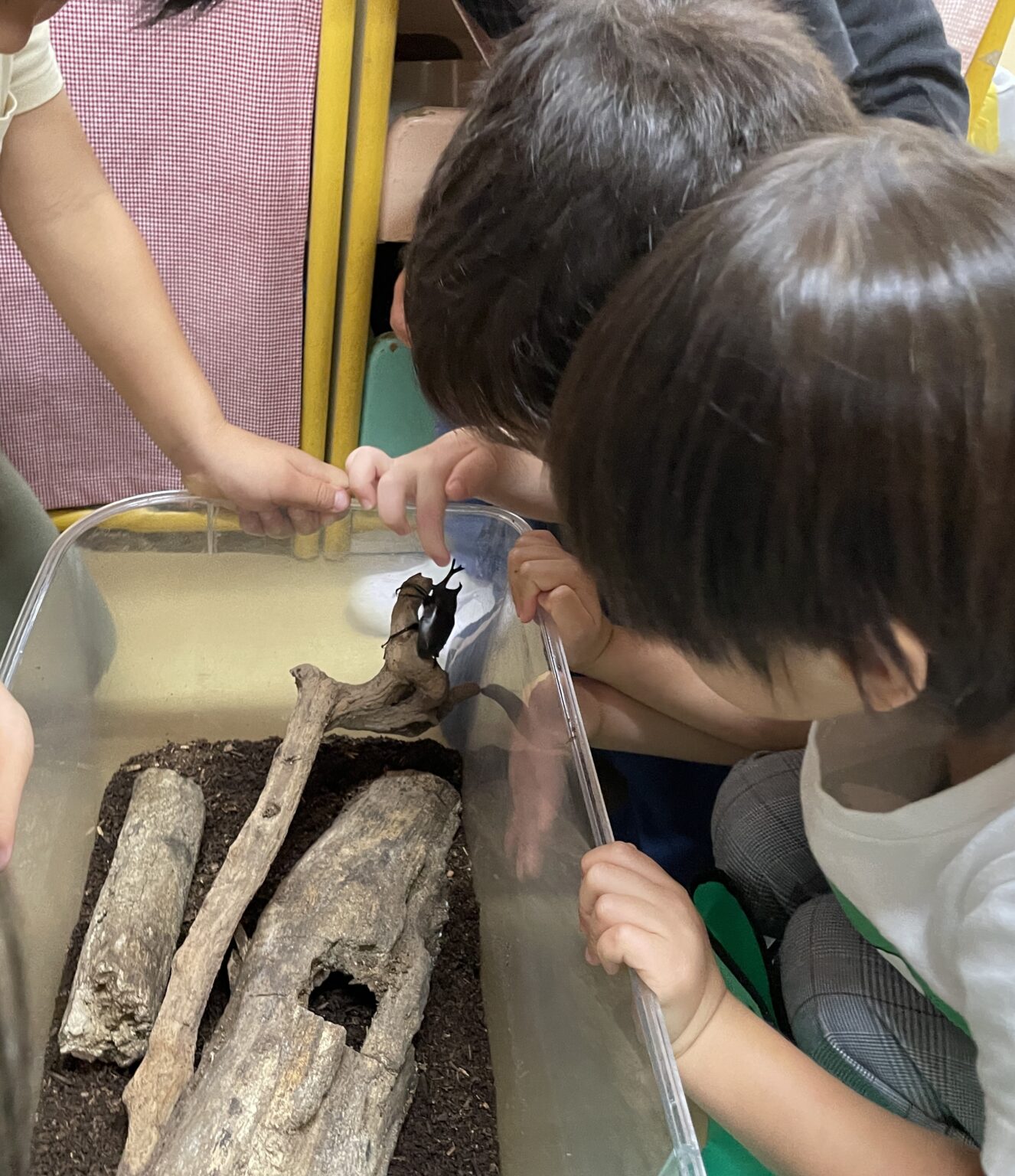 カブトムシ 成虫編 | 浴光保育園